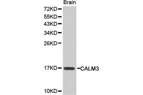 Calmodulin 3 antibody  (AA 1-100)