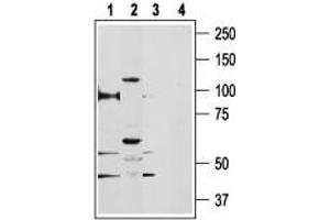 Western blot analysis of rat kidney (lanes 1 and 3) and human PC3 prostate cancer cell line (lanes 2 and 4) lysates: - 1,2. (TRPV5 anticorps  (C-Term, Intracellular))