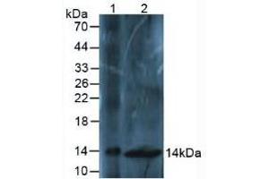 Western blot analysis of (1) Mouse Liver Tissue and (2) Mouse Spinal Cord Tissue. (Osteocalcin anticorps  (AA 14-95))