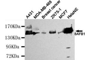 Western blot detection of SAFB1 in HelaNE,A431,MDA-MB-468,Breast cancer,ZR75-1 and MCF7 cell lysates using SAFB1 mouse mAb (1:4000 diluted). (SAFB anticorps)