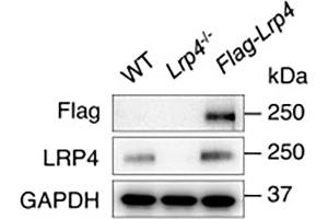 Western blot image of mouse skeletal muscle confirming of expression of Flag-LRP4 (catalog no (ABIN1304797), 1:1000).