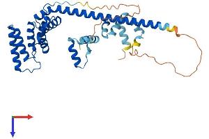 AlphaFold protein structure predicition of Human Recombinant ST13 Protein, UniprotID P50502