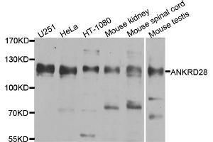 Western blot analysis of extracts of various cell lines, using ANKRD28 antibody. (ANKRD28 anticorps)