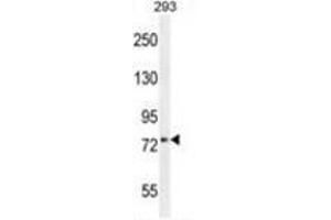 XKR4 Antibody (C-term) western blot analysis in 293 cell line lysates (35 µg/lane). (XKR4 anticorps  (C-Term))