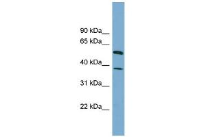 WB Suggested Anti-HEPACAM Antibody Titration: 0. (HEPACAM anticorps  (N-Term))