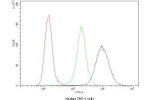 Flow cytometry testing of human THP-1 cells with Cyclin B1 antibody at 1ug/10^6 cells (blocked with goat sera) (Cyclin B1 anticorps  (AA 1-433))
