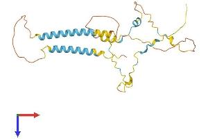 AlphaFold protein structure predicition of Human Recombinant TMEM51 Protein, UniprotID Q9NW97