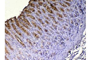 IHC analysis of Tff1 using anti-Tff1 antibody .