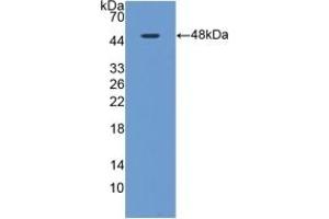 Detection of Recombinant MAPt, Rat using Polyclonal Antibody to Tau Protein (MAPT) (tau anticorps  (AA 34-368))
