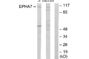 Western blot analysis of extracts from Jurkat cells and COLO205 cells, using EPHA7 antibody. (EPH Receptor A7 anticorps)