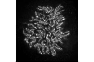 NCAPH2 antibody (mAb) (Clone 5F2G4) tested by immunofluorescence. (NCAPH2 anticorps)