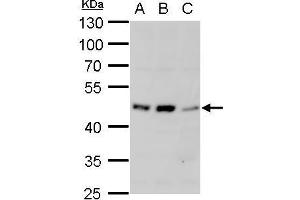 WB Image alpha 1a Adrenergic Receptor antibody detects alpha 1a Adrenergic Receptor protein by western blot analysis. (alpha 1 Adrenergic Receptor anticorps)
