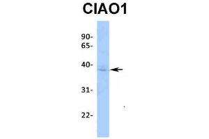 Host:  Rabbit  Target Name:  CIAO1  Sample Type:  MCF7  Antibody Dilution:  1. (CIAO1 anticorps  (Middle Region))