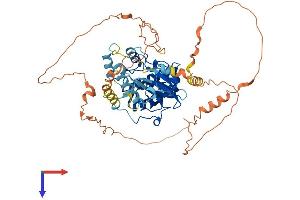 AlphaFold protein structure predicition of Human Recombinant MAPK4 Protein, UniprotID P31152