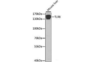 Western blot analysis of extracts of Mouse liver using TLR8 Polyclonal Antibody at dilution of 1:1000. (TLR8 anticorps)