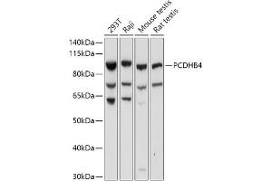 Western blot analysis of extracts of various cell lines, using PCDHB4 antibody (ABIN7269735) at 1:1000 dilution. (PCDHb4 anticorps  (AA 28-300))