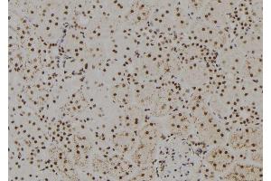 ABIN6279425 at 1/100 staining Rat kidney tissue by IHC-P.