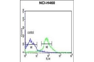 FKBP9 Antibody (C-term) (ABIN391581 and ABIN2841515) flow cytometric analysis of NCI- cells (right histogram) compared to a negative control cell (left histogram). (FKBP9 anticorps  (C-Term))