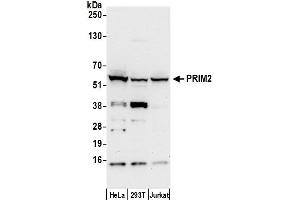 anti-Primase, DNA, Polypeptide 2 (58kDa) (PRIM2) (AA 459-509) antibody