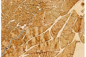 ABIN6265689 and ABIN6272867 at 1/100 staining Mouse muscle tissue by IHC-P.