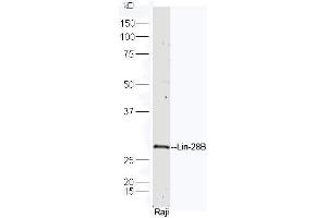 Raji cell lysates probed with Rabbit Anti-Lin-28B Polyclonal Antibody, Unconjugated (ABIN1387887) at 1:300 in 4˚C. (LIN28A anticorps  (AA 65-160))
