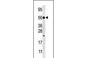 Western blot analysis of anti-DUSP8 Pabin Hela cell line lysate (35ug/lane). (DUSP8 anticorps  (C-Term))