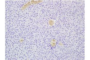 Sample: Paraformaldehyde-fixed, paraffin embedded Mouse liver. (MEGF10 anticorps  (AA 55-150))