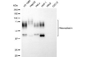 Western blotting analysis using neuroplastin antibody (ABIN7799588).