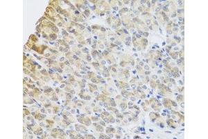 Immunohistochemistry of paraffin-embedded Mouse stomach using PER1 Polyclonal Antibody at dilution of 1:100 (40x lens).