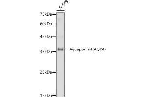 Western blot analysis of extracts of A-549 cells, using Aquaporin-4  antibody (ABIN6127446, ABIN6137046, ABIN6137048 and ABIN6221313) at 1:1000 dilution. (Aquaporin 4 anticorps  (AA 244-323))