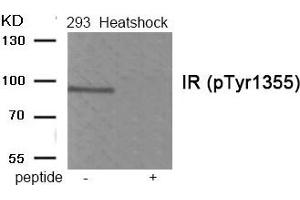 Western blot analysis of extracts from 293 cells treated with Heatshock using Phospho-IR (Tyr1355) antibody. (Insulin Receptor anticorps  (pTyr1355))