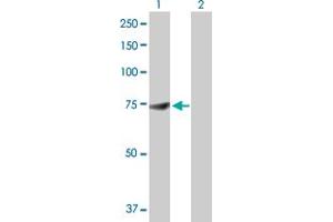 Western Blot analysis of DDX53 expression in transfected 293T cell line by DDX53 MaxPab polyclonal antibody. (DDX53 anticorps  (AA 1-631))