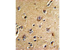 Formalin-fixed and paraffin-embedded human brain tissue reacted with CDC23 Antibody (N-term), which was peroxidase-conjugated to the secondary antibody, followed by DAB staining.