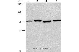 Western blot analysis of Human fetal liver and mouse stomach tissue, hela and hepG2 cell, using ARNTL Polyclonal Antibody at dilution of 1:450 (ARNTL anticorps)