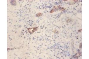 Immunohistochemistry of paraffin-embedded human pancreatic tissue using ABIN7153873 at dilution of 1:100 (GLP1R anticorps  (AA 24-145))