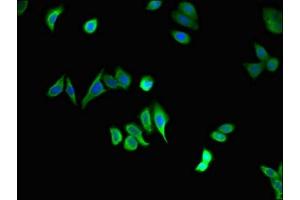 Immunofluorescent analysis of HepG2 cells using ABIN7150628 at dilution of 1:100 and Alexa Fluor 488-congugated AffiniPure Goat Anti-Rabbit IgG(H+L)