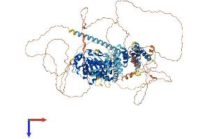 AlphaFold protein structure predicition of Mouse Recombinant Bub1 Protein, UniprotID O08901