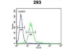 Flow cytometric analysis of 293 cells (right histogram) compared to a negative control cell (left histogram) using MPP6 Antibody , followed by FITC-conjugated goat-anti-rabbit secondary antibodies.