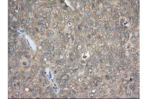 Immunohistochemical staining of paraffin-embedded Human colon tissue using anti-PDE4A mouse monoclonal antibody. (PDE4A anticorps)