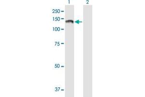 Western Blot analysis of PTPRN2 expression in transfected 293T cell line by PTPRN2 MaxPab polyclonal antibody.