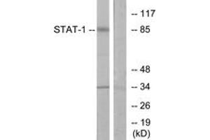 Western blot analysis of extracts from COLO205 cells, using STAT1 (Ab-701) Antibody.