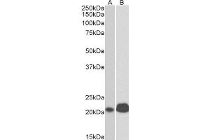 ABIN2561723 (0. (CD3 epsilon anticorps  (Internal Region))