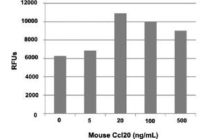 Human T cells were allowed to migrate to mouse Ccl20 at (0, 5, 20, 100 and 500 ng/mL). (CCL20 Protéine)