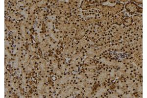 ABIN6274031 at 1/100 staining Mouse kidney tissue by IHC-P. (HIST1H1E anticorps  (pThr18))