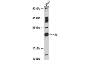 Western blot analysis of extracts of 293T cells, using NTS antibody  at 1:3000 dilution. (Neurotensin anticorps  (AA 24-148))