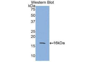 Western Blotting (WB) image for anti-Activin A Receptor, Type IIA (ACVR2A) (AA 20-135) antibody (ABIN1857881)