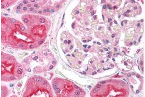 Human Kidney (formalin-fixed, paraffin-embedded) stained with EIF2AK2 antibody ABIN213926 at 5 ug/ml followed by biotinylated goat anti-rabbit IgG secondary antibody ABIN481713, alkaline phosphatase-streptavidin and chromogen. (EIF2AK2 anticorps  (N-Term))