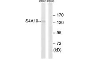 Western blot analysis of extracts from COLO cells, using SLC4A8/10 Antibody. (SLC4A8/10 anticorps  (AA 411-460))