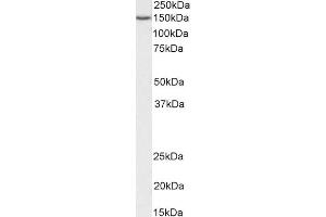 ABIN2613482 (0. (SRRT anticorps  (C-Term))
