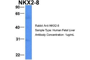 Host:  Rabbit  Target Name:  NKX2-8  Sample Type:  Human Fetal Liver  Antibody Dilution:  1.